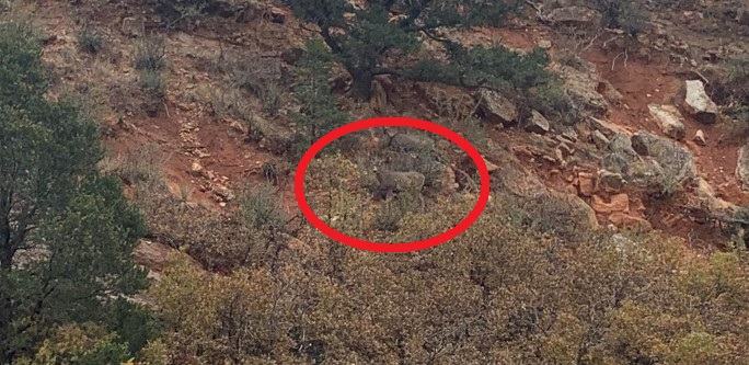 Optical Illusion Can You Spot The Hidden Deer In 13 Seconds